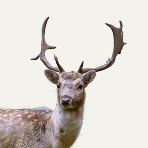 CORE BC Hunting Course